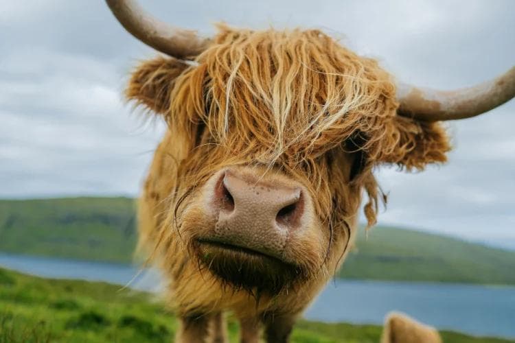 Dove vedere le mucche delle Highlands in Scozia